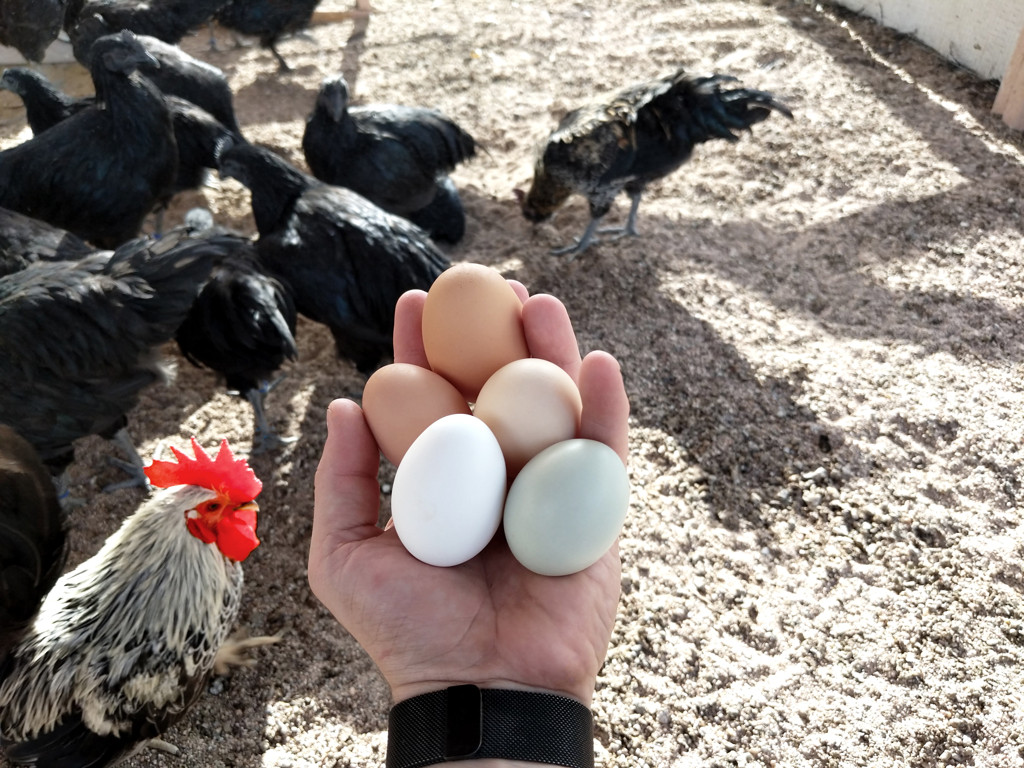 Peach Creek Poultry photo